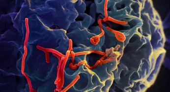 Virus Mematikan Ebola yang Dapat Mengancam Kesehatan Global