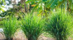 menanam serai di rumah