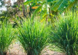 menanam serai di rumah