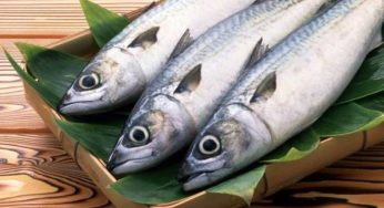 Rahasia Sehat di Balik Ikan Tongkol