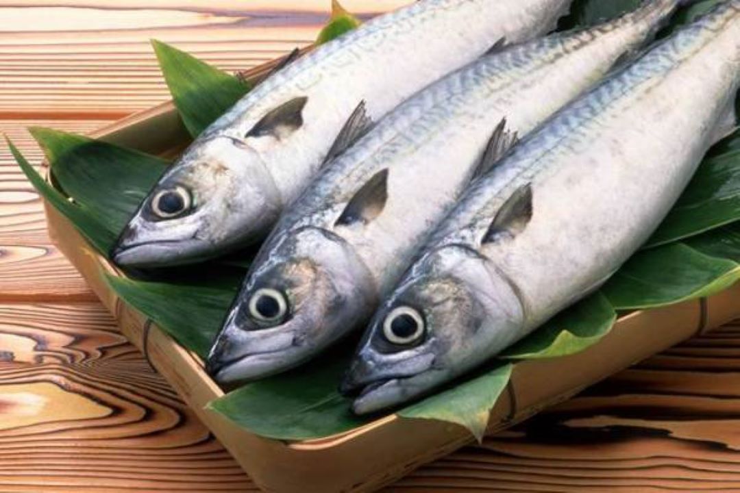 ikan tongkol