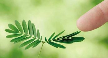 Daun Saga: Tanaman Sederhana dengan Segudang Manfaat
