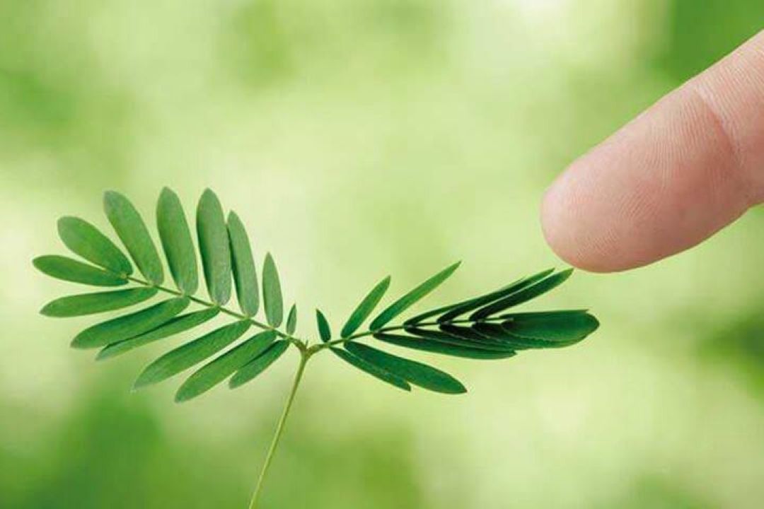 daun saga