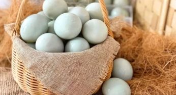 Apakah Telur Bebek Tinggi Kolesterol? Ini Penjelasannya