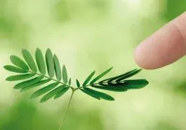 daun saga